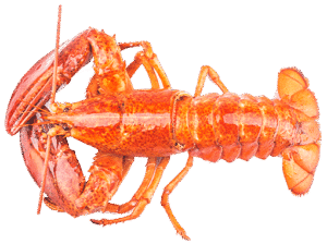 Norwegian Lobster