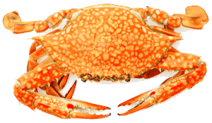 Steamed Crabs
